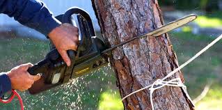 Best Tree Health Inspection  in Harrison, TN