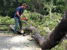 Best Emergency Tree Removal  in Harrison, TN
