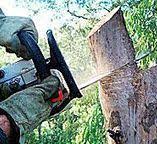 Best Firewood Processing and Delivery  in Harrison, TN