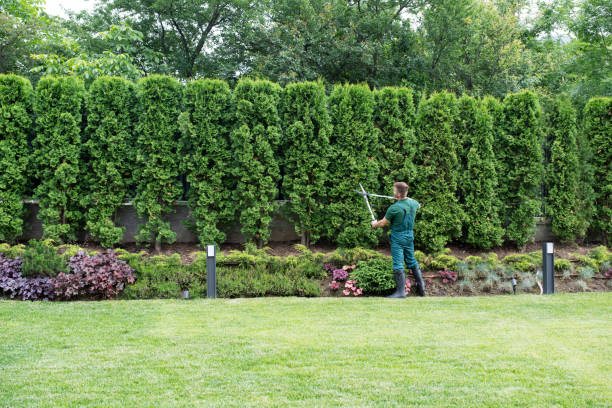 Best Root Management and Removal  in Harrison, TN