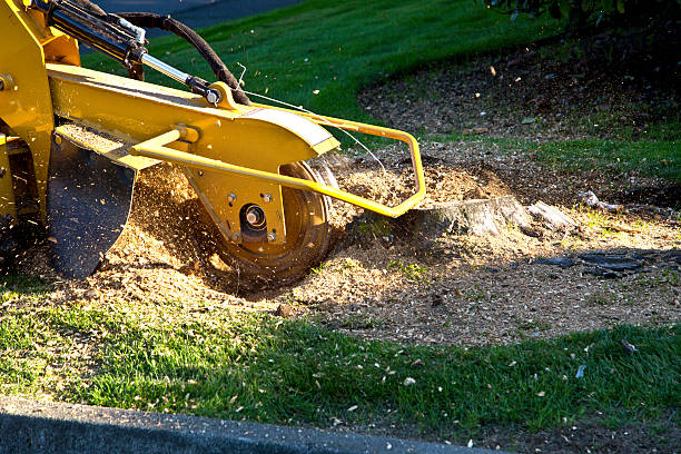 Best Lawn Disease Treatment  in Harrison, TN