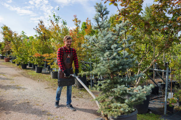Trusted Harrison, TN Tree Removal Experts